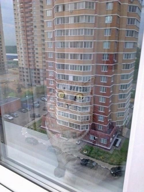 И у котиков есть развлечение.