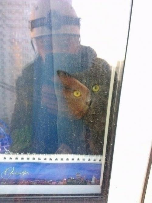 И у котиков есть развлечение. 02