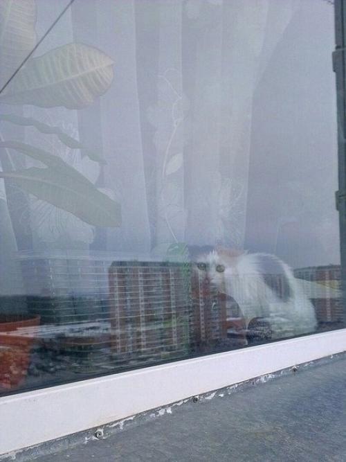 И у котиков есть развлечение. 03