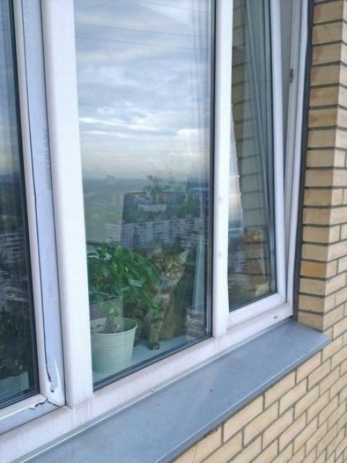 И у котиков есть развлечение. 01