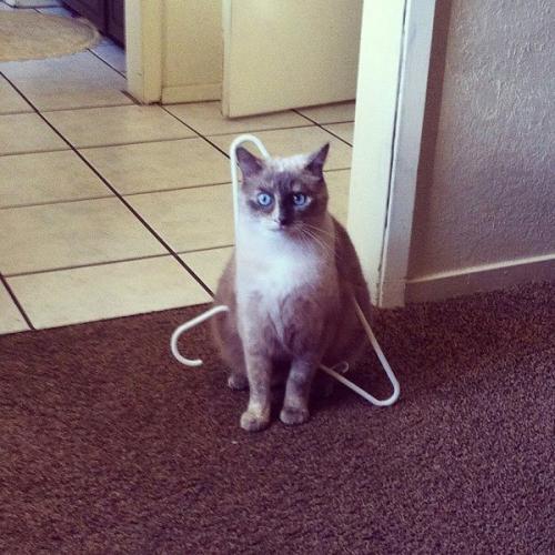 Что бывает, когда кот попадает в безвыходное положение.