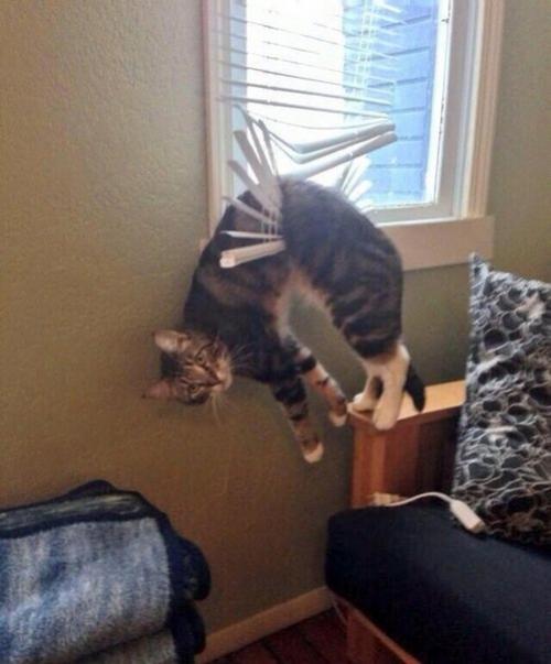 Что бывает, когда кот попадает в безвыходное положение. 04