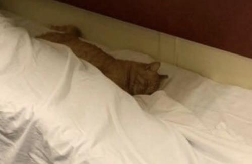 Ну так это самый спокойный сосед, судя по всему. 02