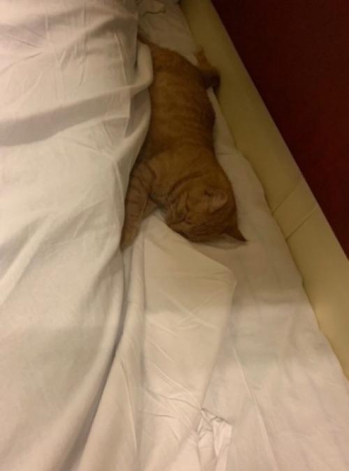 Ну так это самый спокойный сосед, судя по всему. 01