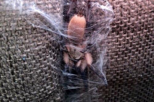 Чего только не встретишь, когда делаешь ремонт. 03